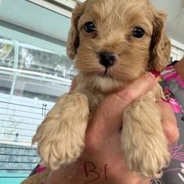 Giselle B1 blue - Red male Cockapoo puppy in Haines City, Florida from Camic Cockapoos