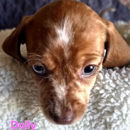 Dolly - Dapple female Dachshund puppy in Buckeye, Arizona from Sweetwater Dachshunds