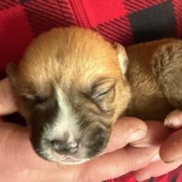 Girl 2 - Sable female Pembroke Welsh Corgi puppy in Riverside, California from Four Aces Corgis