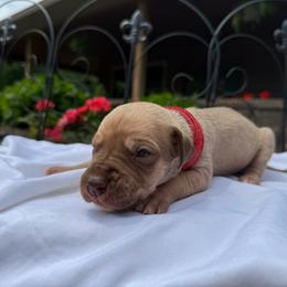 Red collar - Fawn female Great Dane puppy in Corsica, Pennsylvania from Ferguson Family Danes LLC
