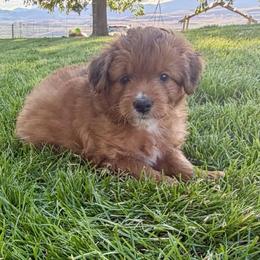Nacho - Red tri-color male Aussiedoodle puppy in Tonasket, Washington from V5 Aussies
