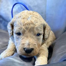 Jo Jo - Cream male Goldendoodle puppy in Houston, Texas from Were The Mack'Doodles