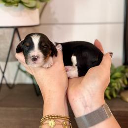 Garnet- orange collar - Tri-color male Bernedoodle puppy in Salt Lake County, Utah from Coco Avenue Pups