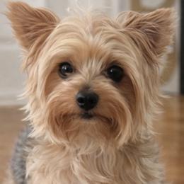 Bentley - Yorkshire Terrier