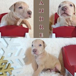 Great Dane Puppies from Pilot Danes