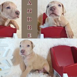 Great Dane Puppies from Pilot Danes