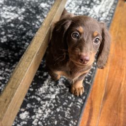 Lanie - Chocolate and tan female Dachshund puppy in Wamego, Kansas from Doodles of Oz