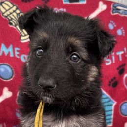 Yellow collar - Black and tan female German Shepherd puppy in Allentown, Pennsylvania from VMH Shepherds