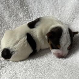 Stefan AKC - Chocolate, tan and white male Yorkshire Terrier puppy in Labelle, Florida from Chocolate and Parti Yorkies in Florida