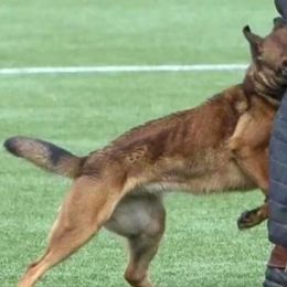 Belgian Malinois, Dutch Shepherds, and German Shepherds from Andy's Elite K9
