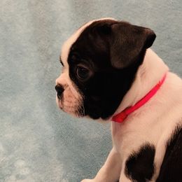 Boston Terrier Puppies from Helton’s Boston Terriers