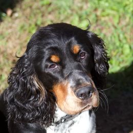 Magnum - English Springer Spaniel