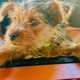 Rocky - Black and tan male Yorkshire Terrier puppy in Bakersfield, California from Yorkie To My Heart
