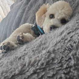 Tato - Poodle