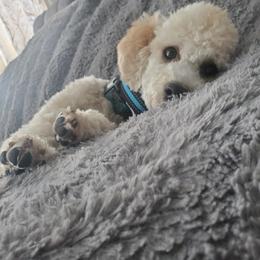 Tato - Poodle