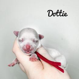 Dottie - Red Girl - White female Maltese puppy in Morehead, Kentucky from Paw Perfect Pets