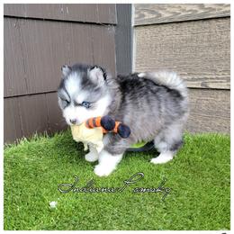 Oliver - Silver male Pomsky puppy in North Liberty, Indiana from Indiana Pomsky