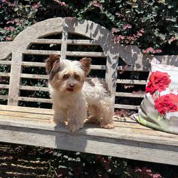 Amigo - Yorkshire Terrier