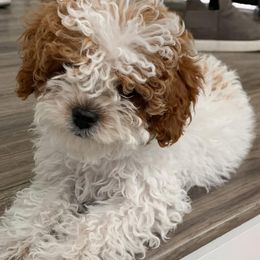 Cavapoo puppies from Hudson Foxx Puppies