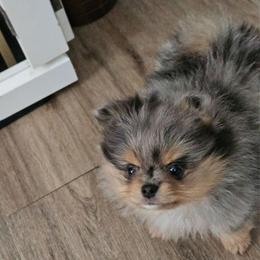 Boy - Blue merle male Pomeranian puppy in Monroe, New York from NY Snow Poms
