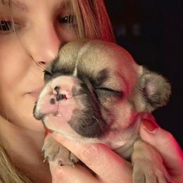 Star - Fawn brindle and white female French Bulldog puppy in Gasport, New York from Belleau Wood French Bulldog Manor & Folsom's House of Blues
