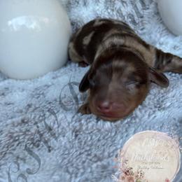 Dachshund Puppies from CSW Dachshunds