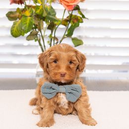 Jinu (Male) - Caramel male Australian Labradoodle puppy in Tucson, Arizona from Saguaro Blossom Doodles
