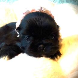 HAZEL - Black female Shih Tzu puppy in Kamilche, Washington from Serendipity Shih tzu