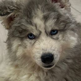AKC Jeremiah - Agouti and white male Siberian Husky puppy in Centreville, Maryland from Huskies By the Bay