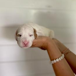 Lilly - Parti female Goldendoodle puppy in Stanford, Kentucky from Holloway Goldendoodles