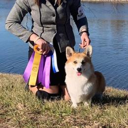 Pembroke Welsh Corgi Puppies from Cattal Corgis