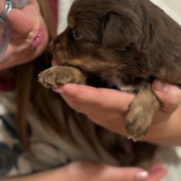 Kacey - Red tri-color male Australian Shepherd puppy in Dunn, North Carolina from The Dogs of Working Aussies Homestead