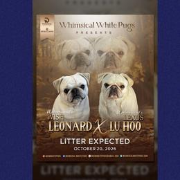 Pug puppies from Whimsical White Pugs - Quality Comes First! We offer Flight Nanny Services for Additional Fee.