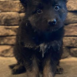 German Shepherds from Brook Edge Farms