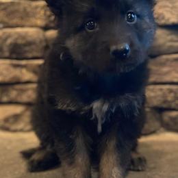 German Shepherds from Brook Edge Farms