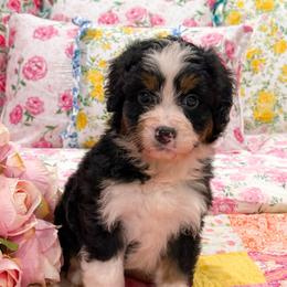 Max - Tri-color female Bernedoodle puppy in Kilgore, Texas from Furry Tail Doodles