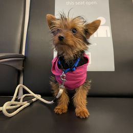 Morkie Puppies from Morkie Bears of Reno