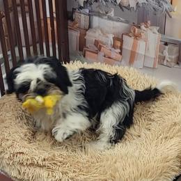 Ike AKC - Black and white male Shih Tzu puppy in Troutville, Virginia from Mountain Pass Barn