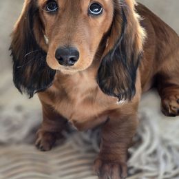 Dachshund Puppies from Bluegrass Dachshunds