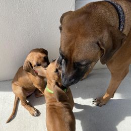 Rhodesian Ridgebacks from Aariel Ridgebacks