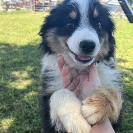 Shiloh - Black tri male Miniature Australian Shepherd puppy in Oroville, California from Puppy Love Ranch Mini Aussies