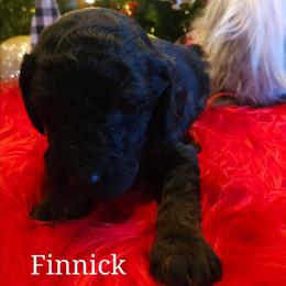 Finnick - Phantom male Poodle puppy in Farley, Iowa from Iowa's Doodle Co.