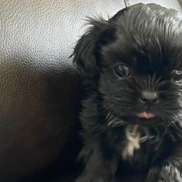 Shih Tzus from Country Time Shihtzu