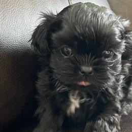 Shih Tzus from Country Time Shihtzu