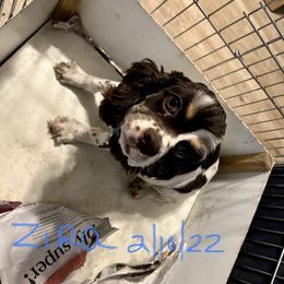 ZIRA - Cocker Spaniel