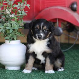 Pink - Black tri-color female Australian Shepherd puppy in Circleville, Utah from Canyon Creek Aussies