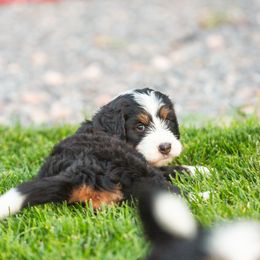 Bernedoodle and Goldendoodle Puppies from Sunnydoodle Utah