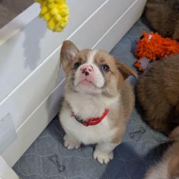 Boy 1 - Mr Red (Bagel) - White and red male Pembroke Welsh Corgi puppy in Milton, Florida from Milton Corgis