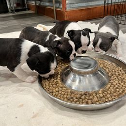 Boston Terrier Puppies from Dixe Hill Dogs