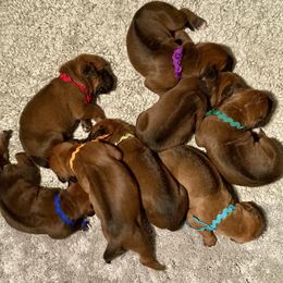 Lime - Rd whtn blk nose female Rhodesian Ridgeback puppy in Chico, California from Keefer Ridge Rhodesian Ridgebacks
